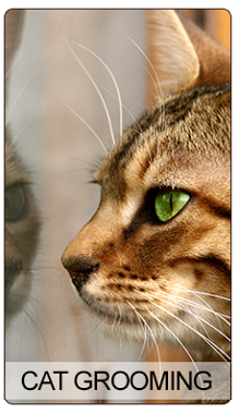 Cat Grooming
