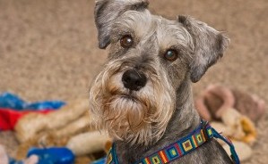 Dog - Pet Boarding