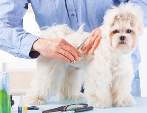 Dog Getting Groomed -  Dog Grooming