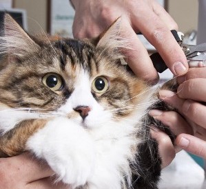 Cutting Cats Nails - Cat Grooming
